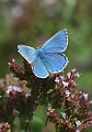 adonis blue butterfly-05
